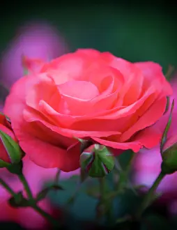 Portland: Rose from the Portland Rose Garden, Portland