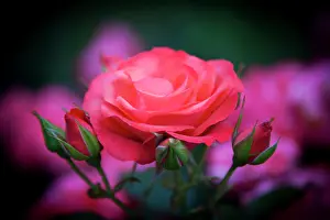 Portland: Rose from the Portland Rose Garden, Portland
