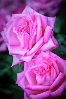 Portland: Rose from the Portland Rose Garden, Portland