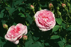 Centifolia: Rose - Queen of Denmark