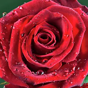 Roses: Rose - with raindrops