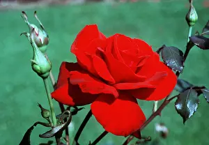 Roses: ROSE - Red, Sir John A. MacDonald - Hybrid Tea