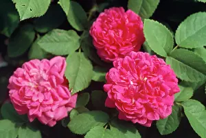 Allen Paterson: Rose de Rescht