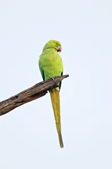 Krameri: Rose-Ringed Parakeet