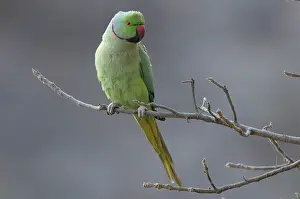 Krameri: Rose-ringed Parakeet