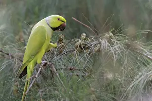 Krameri: Rose-ringed Parakeet
