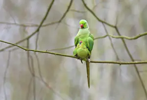 Monogamous: Rose-ringed Parakeet