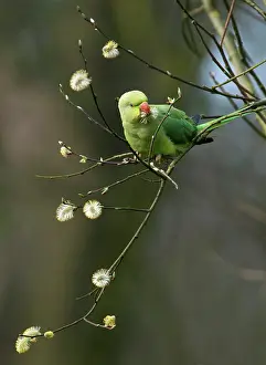Catkin: Rose-ringed Parakeet