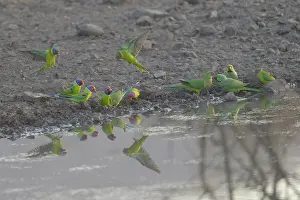 Plum: Rose-ringed Parakeet