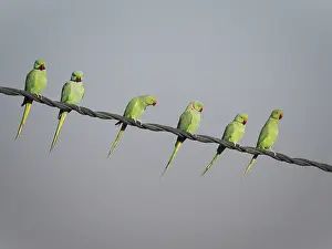Cable: Rose-Ringed Parakeet - on cable Psittacula krameri