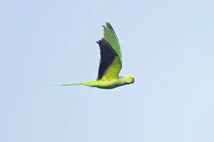Krameri: Rose-Ringed Parakeet - in flight
