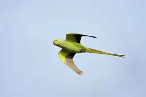 Krameri: Rose-Ringed Parakeet - in flight