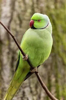 Parakeet: Rose-ringed parakeet (Psittacula krameri) on a branch