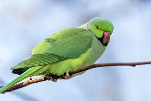 Parakeet: Rose-ringed parakeet (Psittacula krameri) on a branch