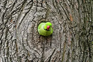 Krameri: Rose-ringed parakeet (Psittacula krameri) looking