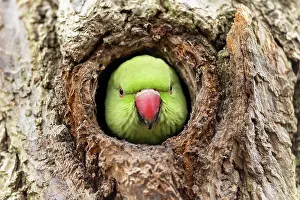 Parakeet: Rose-ringed parakeet (Psittacula krameri) looking