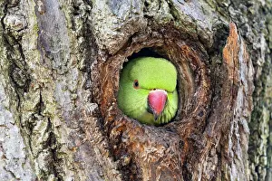 Parakeet: Rose-ringed parakeet (Psittacula krameri) looking