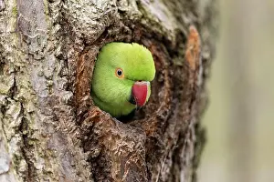 Parakeet: Rose-ringed parakeet (Psittacula krameri) looking
