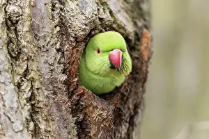 Parakeet: Rose-ringed parakeet (Psittacula krameri) looking