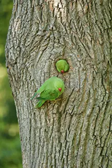 Parakeet: Rose-ringed parakeet (Psittacula krameri), pair