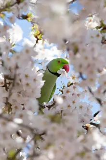 220818: Rose-ringed parakeet or Ring-necked parakeet (P