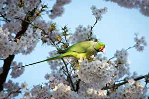 220818: Rose-ringed parakeet or Ring-necked parakeet (P