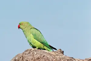 Krameri: Rose-ringed / Ring-necked Parakeet