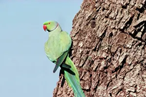 Krameri: Rose-ringed / Ring-necked Parakeet