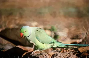 Alien: ROSE-RINGED / Ring-necked PARAKEET - on ground