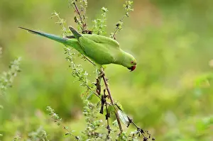 Krameri: Rose-ringed / Ring-necked Parakeet - looking down