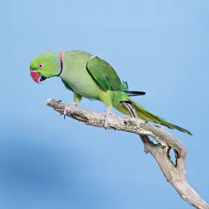 Psittacula: ROSE-RINGED / Ring-necked PARAKEET - on perch