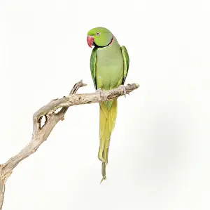 Krameri: Rose-Ringed / Ring-Necked PARAKEET - perched on branch