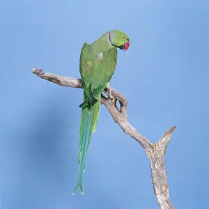 Krameri: Rose-Ringed / Ring-Necked PARAKEET - perched on branch