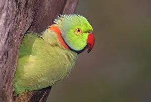 Krameri: Rose-ringed / Ring-necked Parakeet - in tree