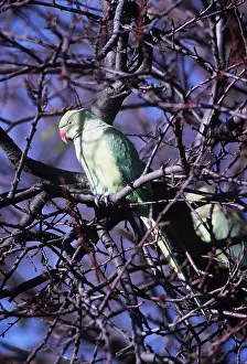 Introduced: ROSE-RINGED / Ring-necked PARAKEET - IN TREE