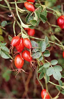 Ripe: ROSE - ripe hips, Sweet Briar
