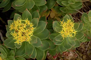 Rosea: Rose-root