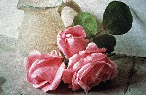Photographic: Rose