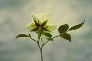 Patio: Rose