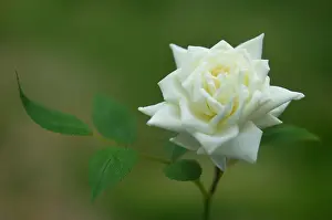 Patio: Rose