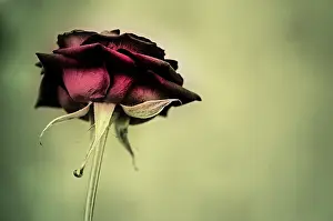 Unsophisticated: Rose