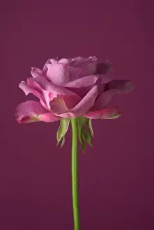Maroon: Rose