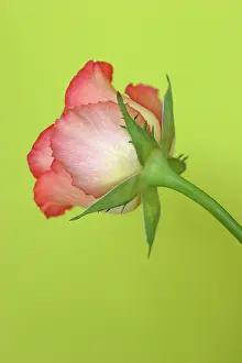 Aloof: Rose