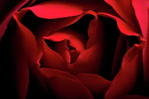 Erotic: Rose