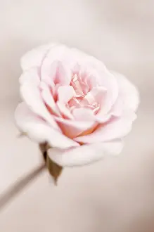 Painterly: Rose