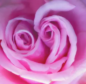 Combined: Rose