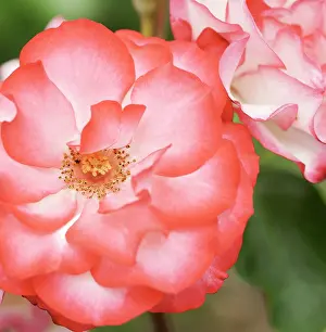 Hannah: Rose