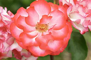 Hannah: Rose