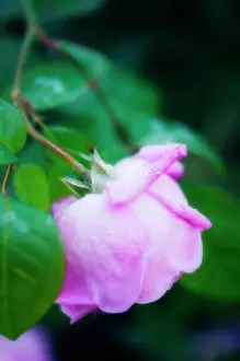 Weak: Rose