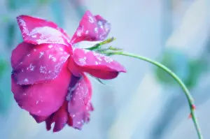 Weak: Rose